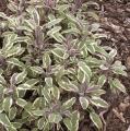 Sauge officinale 'Tricolor' - Salvia officinalis