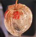 Amour-en-cage - Physalis - Coqueret du P�rou - Lanterne japonaise ou chinoise