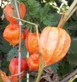 Amour-en-cage - Physalis - Coqueret du P�rou - Lanterne japonaise ou chinoise