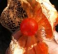 Amour-en-cage - Physalis - Coqueret du P�rou - Lanterne japonaise ou chinoise