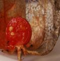 Amour-en-cage - Physalis - Coqueret du P�rou - Lanterne japonaise ou chinoise