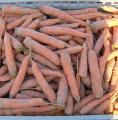 Carotte 'Touchon'