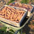 Carotte 'Touchon'