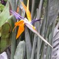 Oiseau du paradis - Strelitzia reginae