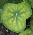 Chlorose ferrique - Carence en fer