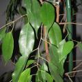 Ficus benjamina - Figuier pleureur