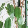 Ficus benjamina - Figuier pleureur