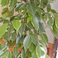 Ficus benjamina - Figuier pleureur