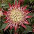 Protea