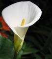 Arum d'Ethiopie - Zantedeschia aethiopica