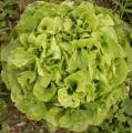 Laitue 'Feuille de ch�ne' - Salade