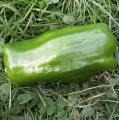Poivron - Capsicum annuum