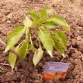 Poivron - Capsicum annuum