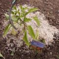 Poivron - Capsicum annuum