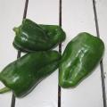 Poivron - Capsicum annuum