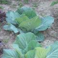 Chou vert pomm�