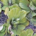 Laitue d'eau - Pistia stratiotes