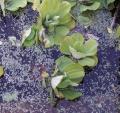 Laitue d'eau - Pistia stratiotes