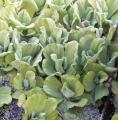 Laitue d'eau - Pistia stratiotes