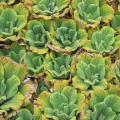 Laitue d'eau - Pistia stratiotes