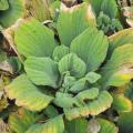 Laitue d'eau - Pistia stratiotes