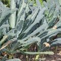 Chou fris� non pomm�