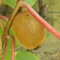 Kiwi - Actinidia