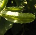 Pois asperge - Lotus tetragonolobus