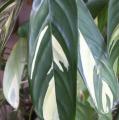 Ctenanthe lubbersiana - Phrynium