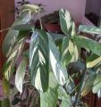Ctenanthe lubbersiana - Phrynium