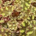 B�gonia bowerea