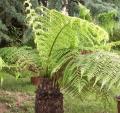 Foug�re arborescente - Dicksonia antartica