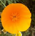 Pavot de Californie - Eschscholzia californica 