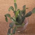 Cactus de No�l - Epiphyllum - Schlumbergera