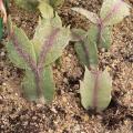 Cactus de No�l - Epiphyllum - Schlumbergera