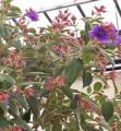 Tibouchina urvilleana - Tibouchine