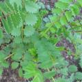 Pimprenelle - Sanguisorba minor