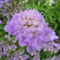 Scabieuse - Scabiosa