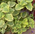 Plectranthus