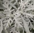 Cin�raire  maritime - Senecio cineraria 