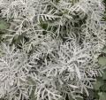Cinéraire maritime - Senecio cineraria
