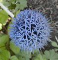 Chardon bleu - Boule azur�e - Echinops ritro - Boule bleue
