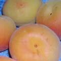 Abricot - Prunus armeniaca