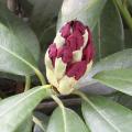 Rhododendron