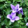 Platycodon - Fleur ballon - Campanule à grandes fleurs