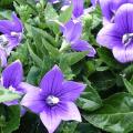 Platycodon - Fleur ballon - Campanule à grandes fleurs