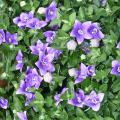 Platycodon - Fleur ballon - Campanule à grandes fleurs