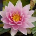N�nuphar - Nymphea