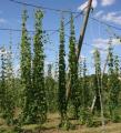 Houblon - Humulus lupulus