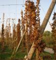 Houblon - Humulus lupulus